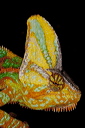 Veiled Chameleon head portrait