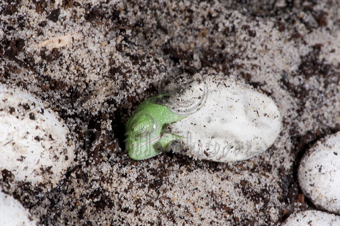 A Veiled Chameleon rests  whilst hatching out of its egg