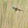 A male Bearded Tit perches breifly on a stem of Norfolk Reed before disappearing out of the wind.