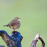 A fledgeling dunnock perches on a piece of driftwood at the high tide line of the estuary at Portobello Ogmore by Sea