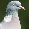 A portrait of wood pigeon 