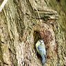 Blue Tit perches in a knot hole in a tree