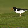 A solitary Oystercatcher pauses during feeding to check all is well.