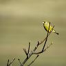 A male Greenfinch perched on a Sycamore branch whilst scanning the area for a prospective meal.