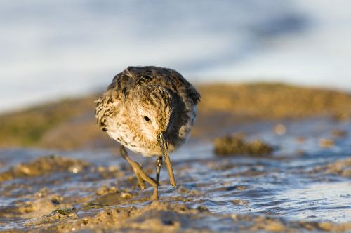 A DUNLIN, ( Calidris alpina), wading through the think mud in search of food at Brancaster Staithe, Norfolk, England