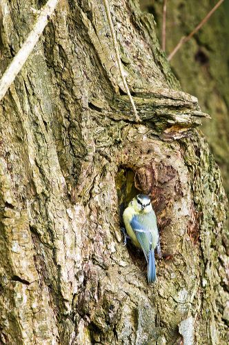 Blue Tit perches in a knot hole in a tree