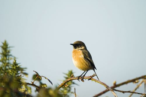 A male Stonechat perched on bramble stem  at Ogmore By Sea inthe midday sunlight of a December day