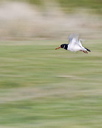 An Oystercatcher (Haematopus ostralegus) flying over the saltmarsh