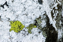 Lichen Species developing on a coastal rock in the shape of fish at Porthclais Pembrokeshire