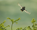 A Stonechat flies away in a blur at Portobello