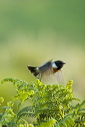 The leg of this Stonechat (Saxicola torquata) can be seen still holding onto the frond of the fern as it takes off.