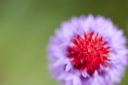 Primula vialii viewed from above