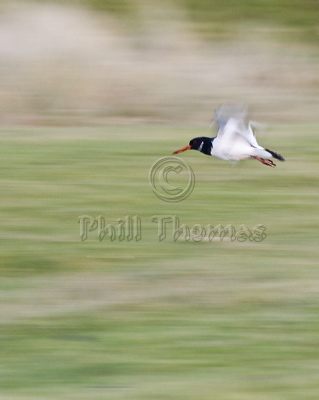 An Oystercatcher (Haematopus ostralegus) flying over the saltmarsh