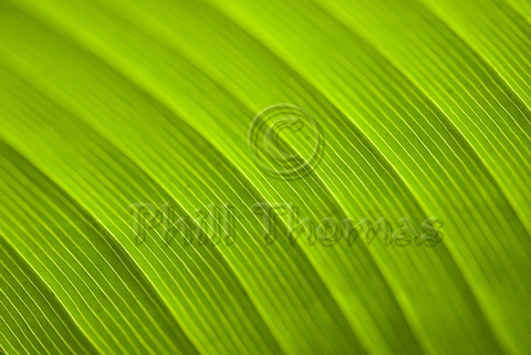 Leaf Veination and patterns on a Palm leaf