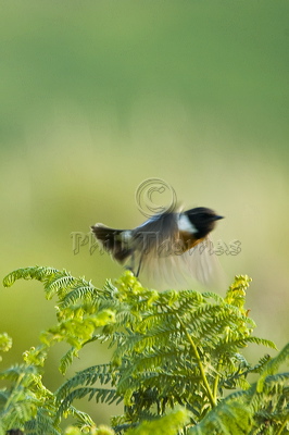 The leg of this Stonechat (Saxicola torquata) can be seen still holding onto the frond of the fern as it takes off.