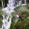 A dipper carrying larvae pauses on the mossy edge of a waterfall before going to its nest to feed its young