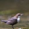 DIPPER, (Cinclus cinclus), with a full bill of larvae gathered from the stream bed for its young.