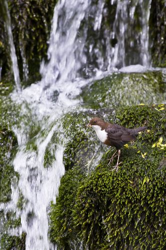 A dipper carrying larvae pauses on the mossy edge of a waterfall before going to its nest to feed its young