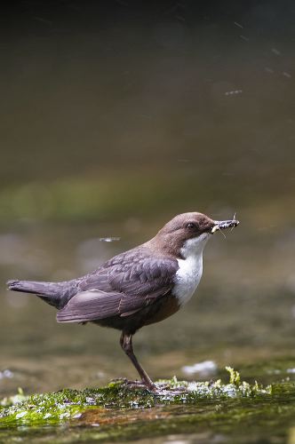 DIPPER, (Cinclus cinclus), with a full bill of larvae gathered from the stream bed for its young.