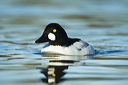 A Drake Goldeneye with a water droplet by its bill having just surfaced