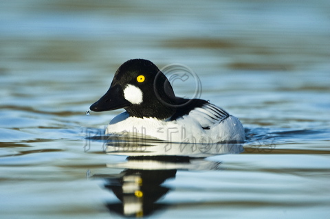 A Drake Goldeneye with a water droplet by its bill having just surfaced
