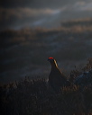 Male Red Grouse surveying the Moorland at Stanage  edge.