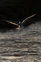 A Blackheaded gull fishing in a creek at Brancaster at the onset of dusk