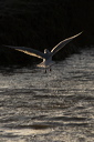 A Blackheaded gull fishing in a creek at Brancaster at the onset of dusk
