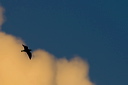 A Herring Gull flying down river at sunset is silhouetted against the clouds at Ogmore by Sea