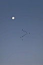 Pink footed geese fly beneath the moon as they leave their roost at dawn