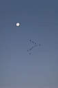 Pink footed geese fly beneath the moon as they leave their roost at dawn