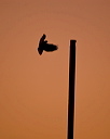 A buzzard is sillouetted as it comes in to land on a disused lampost 