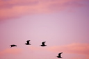 A curve of curlew fly past at dusk
