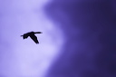 A Cormorant flying into worsening storm clouds at Ogmore By Sea