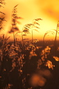 Norfolk red flower plumes nodding gently in the breeze are silhouetted against the golden sky at sunset.