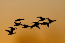 A flock of Canada Geese are silhouetted against the golden sky as they fly past at sunset