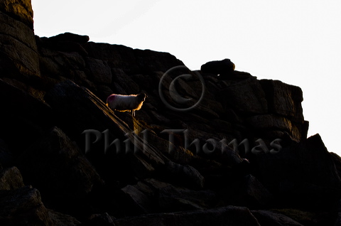 A Shaft of light from the rising sun provides rim lighting for the Ram surveying the territory below it.
