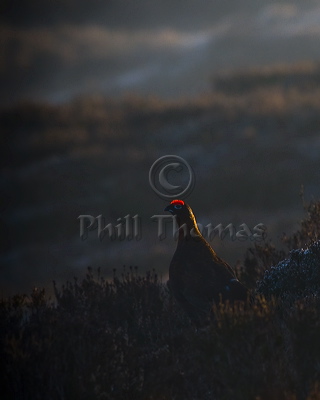 Male Red Grouse surveying the Moorland at Stanage  edge.