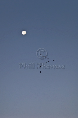 Pink footed geese fly beneath the moon as they leave their roost at dawn