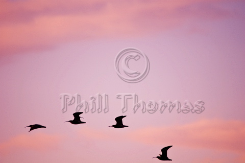 A curve of curlew fly past at dusk