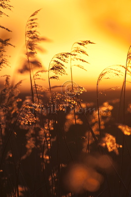 Norfolk red flower plumes nodding gently in the breeze are silhouetted against the golden sky at sunset.