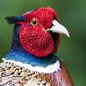 A cock PHEASANT (Phasianus colchicus), poses for a portrait RSPB Reserve, Titchwell  Norfolk, England