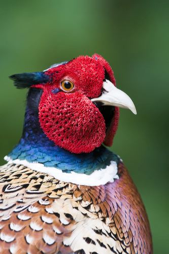 A cock PHEASANT (Phasianus colchicus), poses for a portrait RSPB Reserve, Titchwell  Norfolk, England