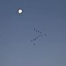 Pink footed geese fly beneath the moon as they leave their roost at dawn