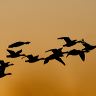 A flock of Canada Geese are silhouetted against the golden sky as they fly past at sunset