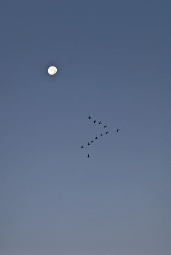 Pink footed geese fly beneath the moon as they leave their roost at dawn
