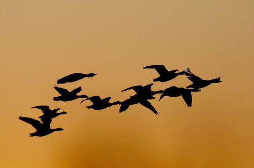 A flock of Canada Geese are silhouetted against the golden sky as they fly past at sunset