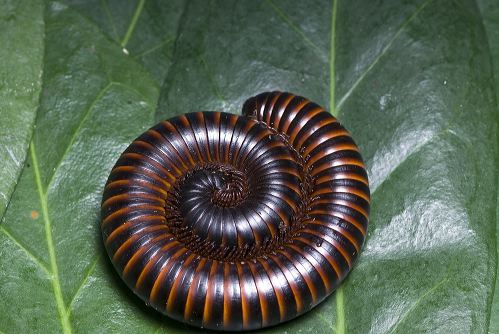 A n African Giant Millipede curled up resting on a leaf