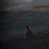 Male Red Grouse surveying the Moorland at Stanage  edge.