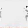 Avocets (Recurvirostra avosetta) adopt the same pose whilst resting after preening 